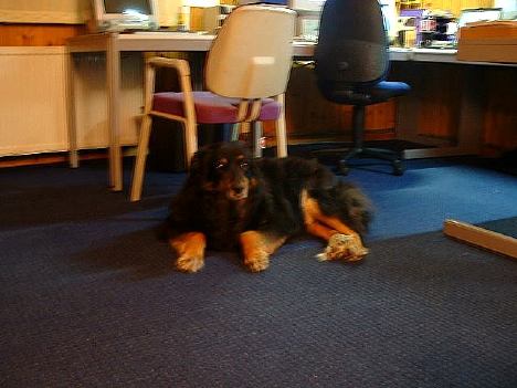 Tops - the office dog